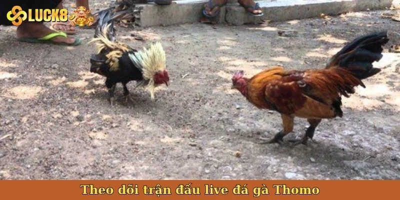 theo-doi-tran-dau-live-da-ga-thomo